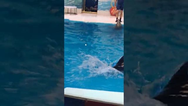 Dolphin 🐬 show #dolphin смотреть онлайн