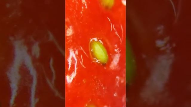 клубника под микроскопом смотреть онлайн