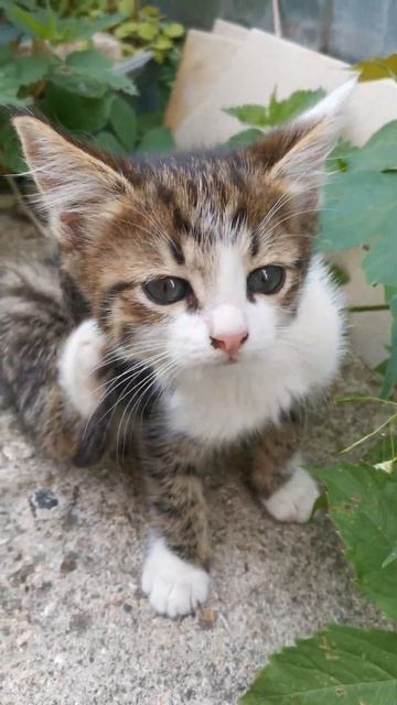 ЭТО ЛЮБОВЬ! ❤️💙💋💚💛❤️💙💋💚💛 смотреть онлайн