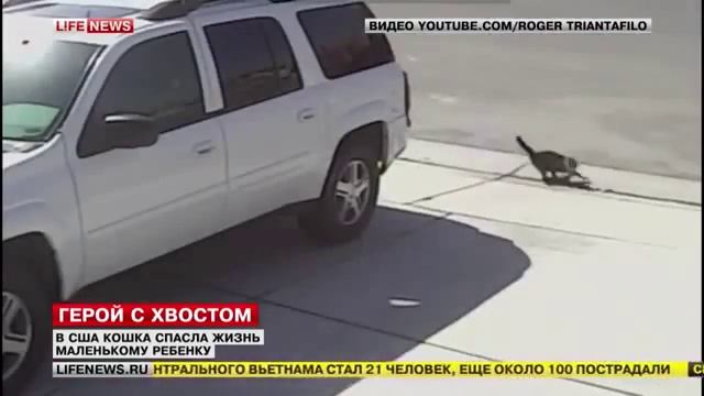 Кот спасатель смотреть онлайн