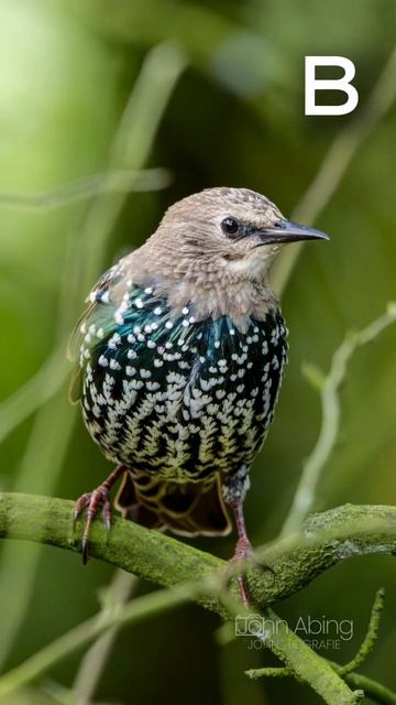 ✍️ A, B or C? Which one you prefer? #birds #birdslover #bird #photography #photographer смотреть онлайн