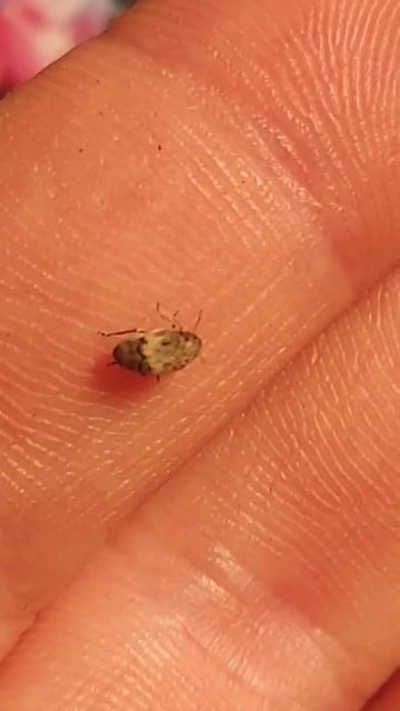 Small Beetle смотреть онлайн