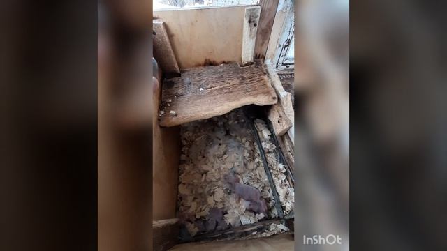 Окроли, відбір кролинят та кукуваня. смотреть онлайн