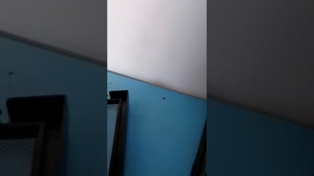 Cucaracha de madagascar mascota смотреть онлайн