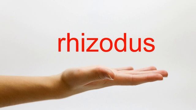 How to Pronounce rhizodus - American English смотреть онлайн