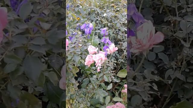 Көктөбе тауы кеңсай смотреть онлайн