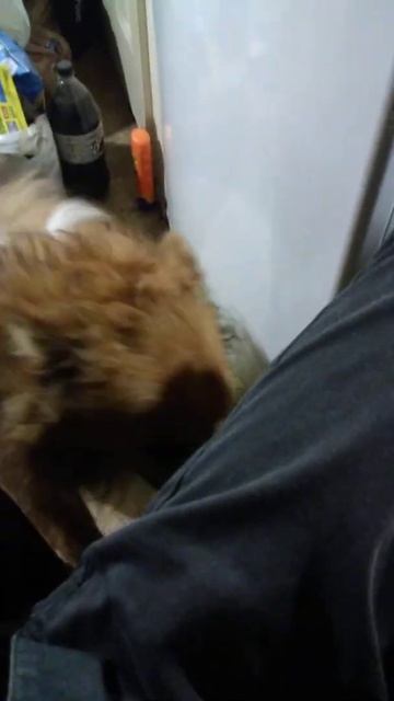 Lustful dog смотреть онлайн