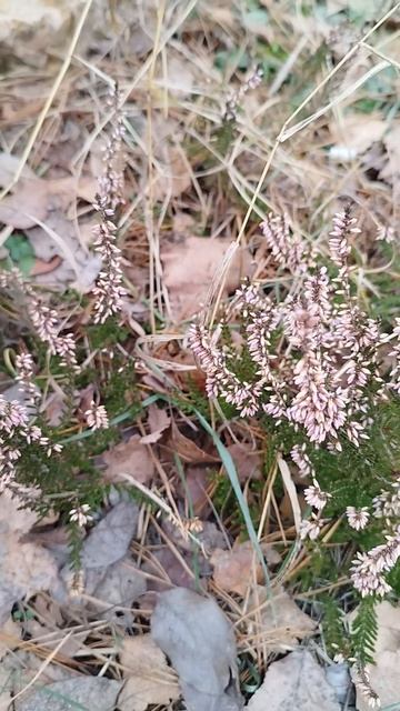 Цветущий вереск в январе