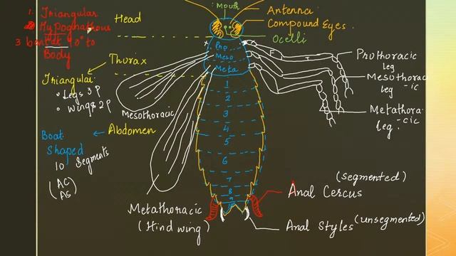 Cockroach | Class 11 Zoology | NEET 2022 | Detailed Explanation with Diagram | Tina Ma'am | Goprep смотреть онлайн