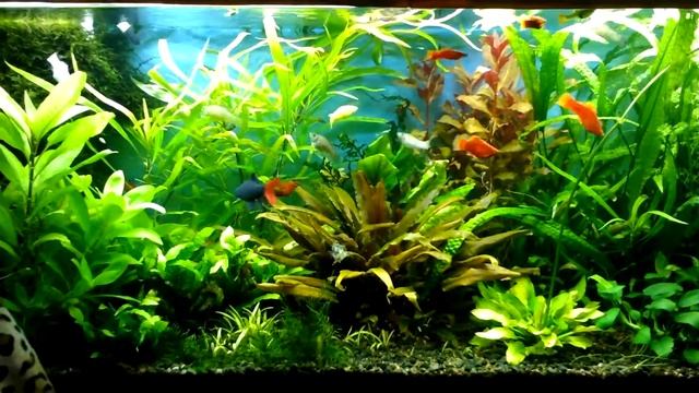 Аквариум травник 240 смотреть онлайн