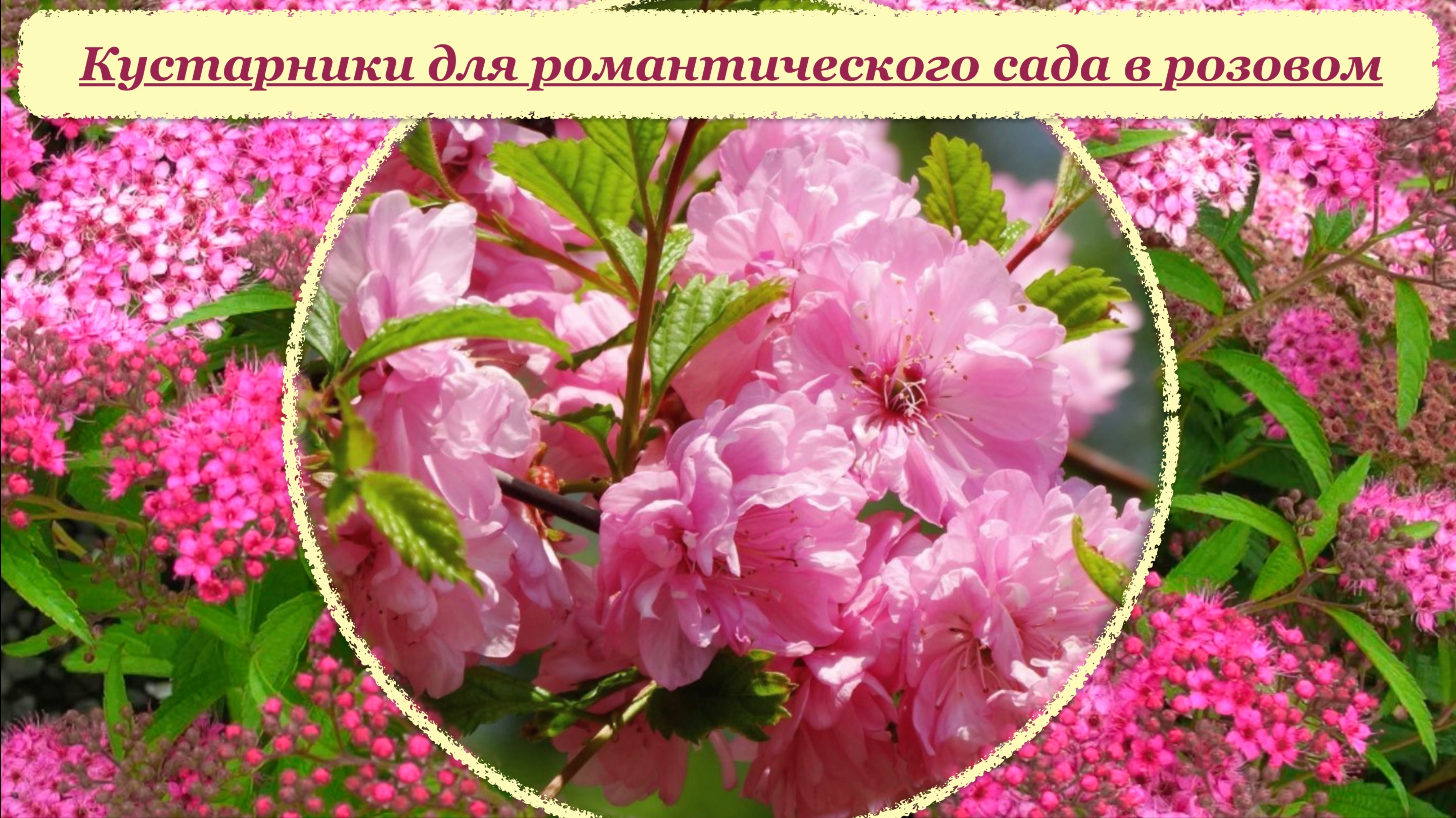 Розовые кустарники и лианы для сада в розовых тонах. Луизеания /Вейгела /Дейция /Гортензии и др. смотреть онлайн