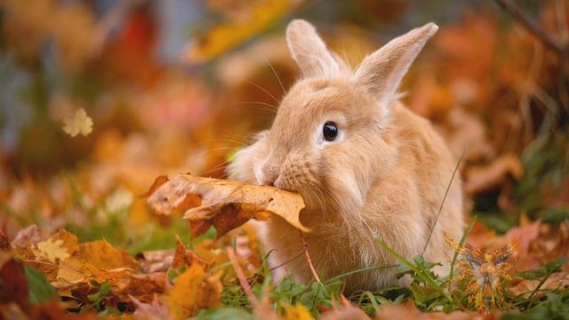 PTE AV Studio Pro.Autumn style pack. 10 Transitions. смотреть онлайн