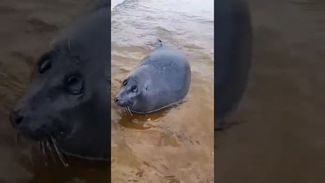 Морской котик доверился людям смотреть онлайн