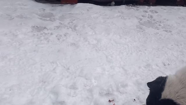 Подкормка любимчиков смотреть онлайн