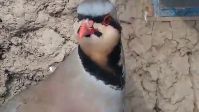 Кабк шикори