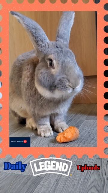 A Treat From Paulie To Pete, Hear ya Go Big Bunns 🐰 смотреть онлайн