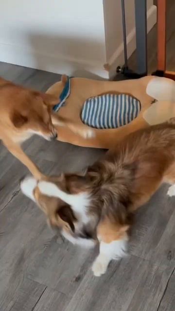 Surprising transition of this Corgi смотреть онлайн