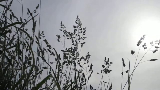 Лёжа в траве смотреть онлайн