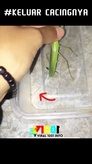 CACINGnya Keluar смотреть онлайн
