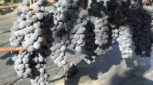 Виноград Зилга 2024г.