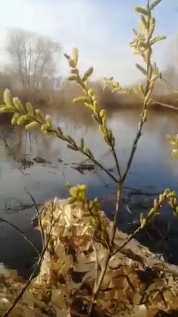 Охота на селезня утки с подсадной ! смотреть онлайн