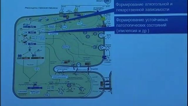 Память и мозг: результаты и перспективы исследований смотреть онлайн