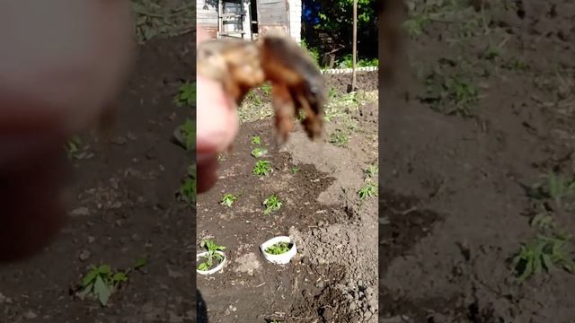 На обзор медведки дачные смотреть онлайн