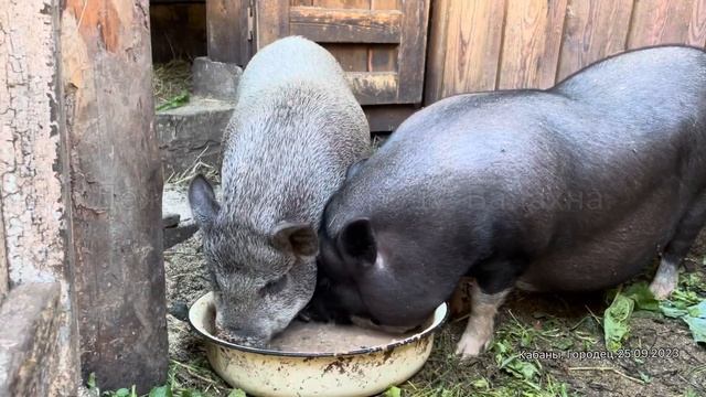 В гостях у Кабанов вьетнамских Борисочки Кормление. Городец. От Дежурного. 25.09.2023 смотреть онлайн