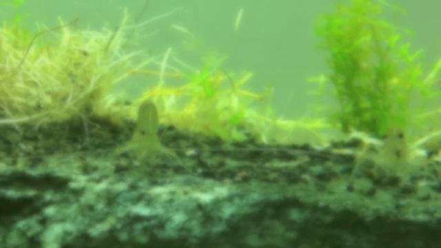 Caridina multidentata (C. japonica) смотреть онлайн