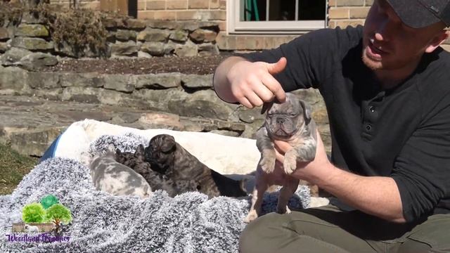 Different Kind of Merle Colors: French Bulldog and Frenchton Puppies смотреть онлайн