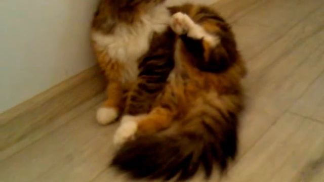 кошка сидит как дурак.mp4 смотреть онлайн
