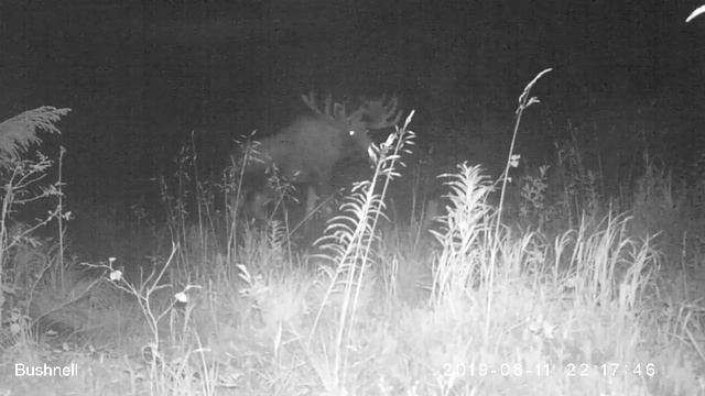 Лось 11 08 19 смотреть онлайн