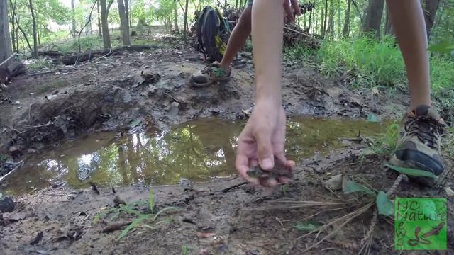 Young Bullfrog | NCNN смотреть онлайн