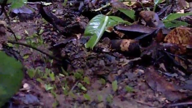 Army ants смотреть онлайн