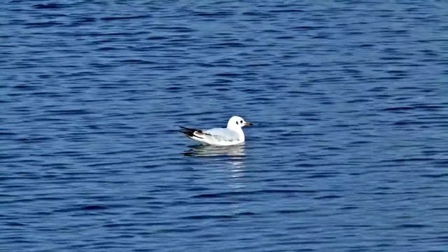 чайка,вода смотреть онлайн