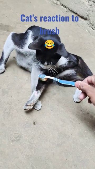 Cat brushing teeth 🪥😁 new routine смотреть онлайн