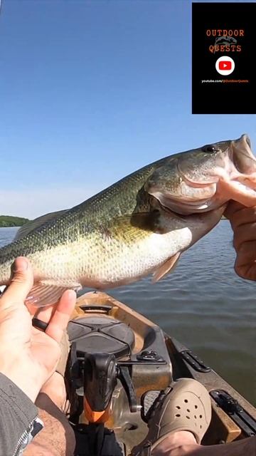 BIG Bass SMALL Lake #kayakfishing #bassfishing #oldtown #missouri #kayak #oldtownsportsman #Shorts смотреть онлайн