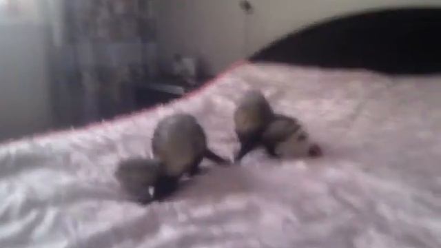 Хорьки бесятся смотреть онлайн