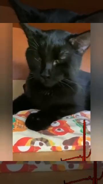 Леон.ЛечимFIP смотреть онлайн