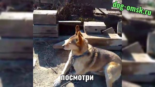 Привет от МИРТОНА. смотреть онлайн