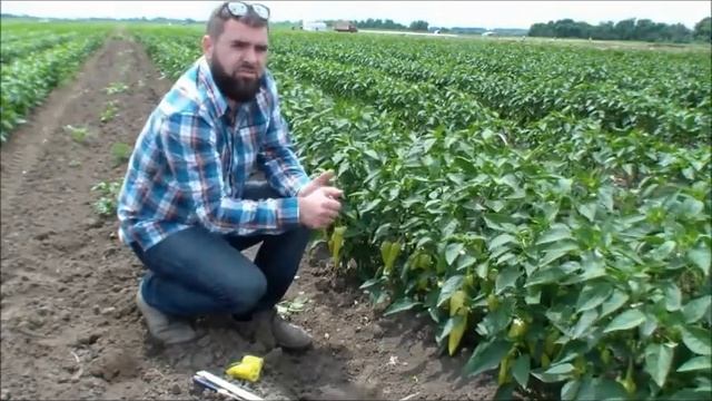 Перец Призма F1 смотреть онлайн