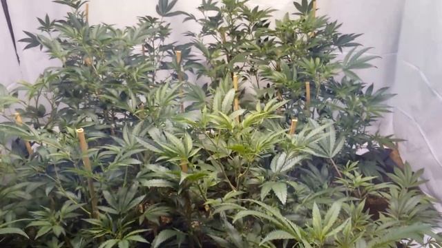 4000 watt Bud room x 2 at 4 weeks - 2000 watt veg room смотреть онлайн