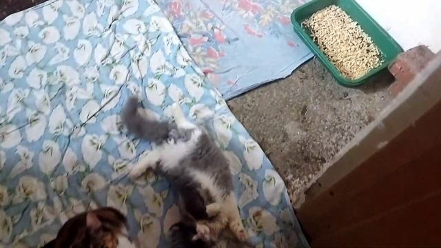 Цена жизни стоит 13000т, осталось пять дней