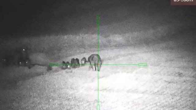 Wild boar hunting Pulsar Apex смотреть онлайн