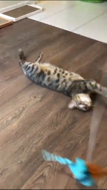 Michiko.ru | Кошка Адель ищет дом. Отдаем бесплатно. Коты в дар в добрые руки. смотреть онлайн