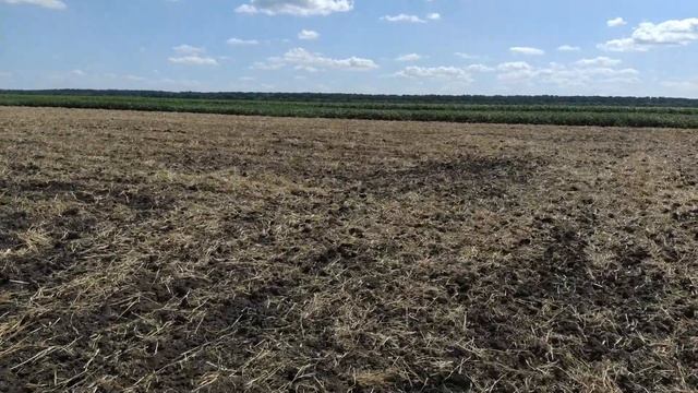 Дискуємо 1.5 метрову солому МТЗ, різниця сортів сої. смотреть онлайн