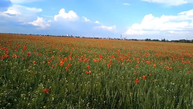 Объездная дорога в Тирасполе. Маковое поле. смотреть онлайн