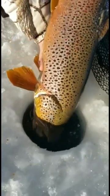 Monster #browntrout through the Ice by Robert Thompson#icefishing #canada #vloggerjohn #fishing смотреть онлайн