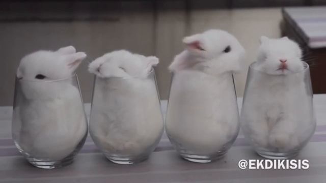 Милые пушистики ;3 смотреть онлайн