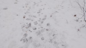 Спасаем шишигу Сани. Долбим дорогу на лево повал